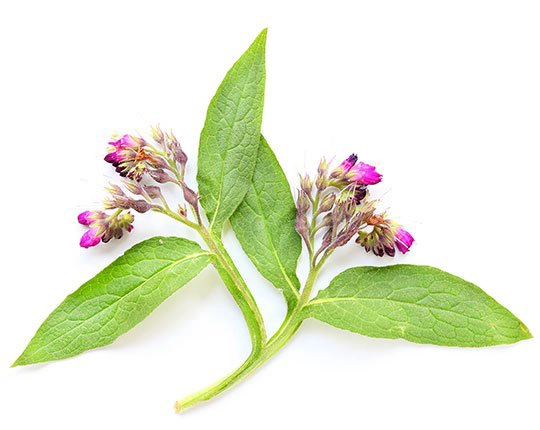 Kostival lekársky (Symphytum officinale)